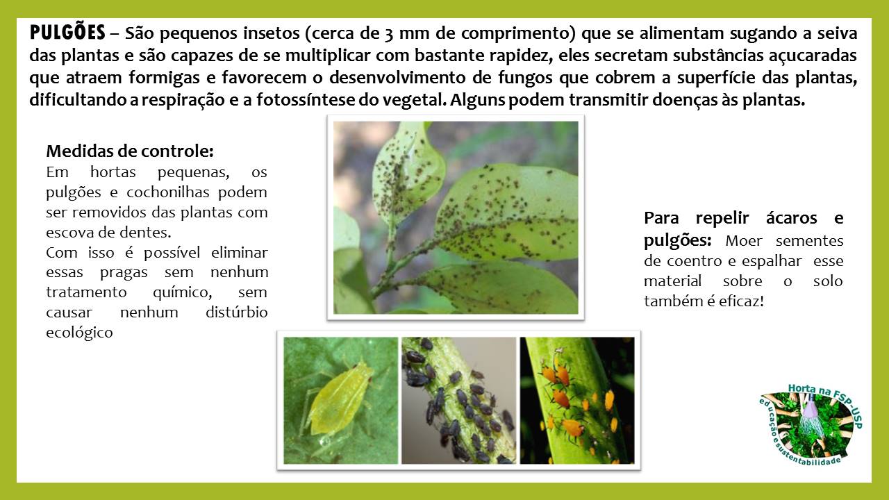 Plantas Companheiras: Os Vizinhos que Afastam os Pulgões por Natureza - inspiração 2