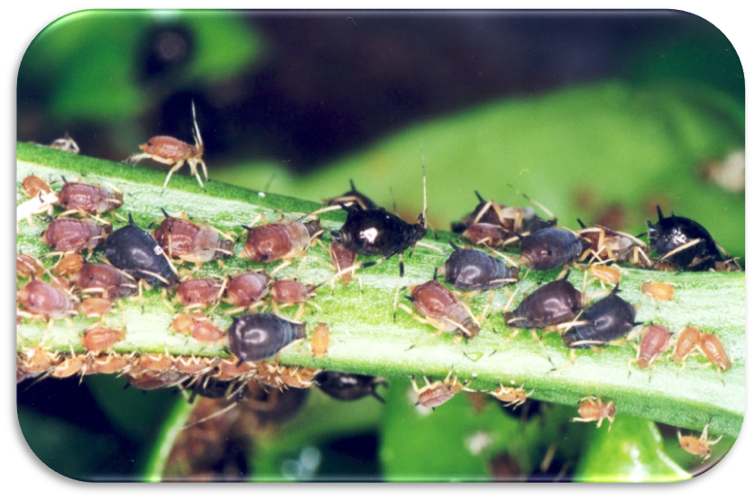 Poda Estratégica: Removendo os Pontos Fracos das Suas Plantas - inspiração 1
