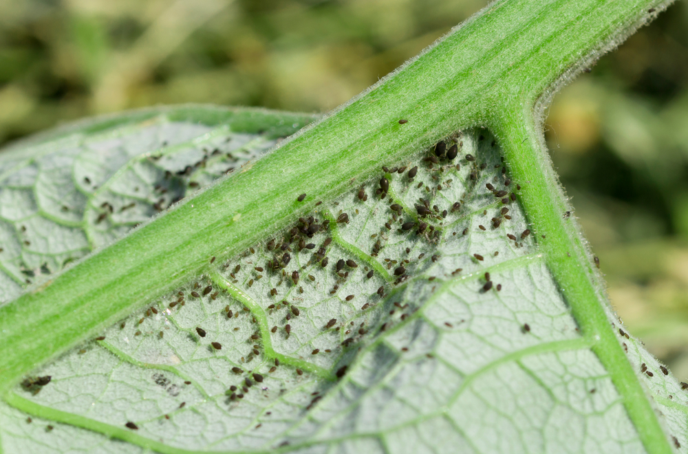 Inimigos Naturais: Atraindo Joaninhas e outros Predadores - inspiração 2