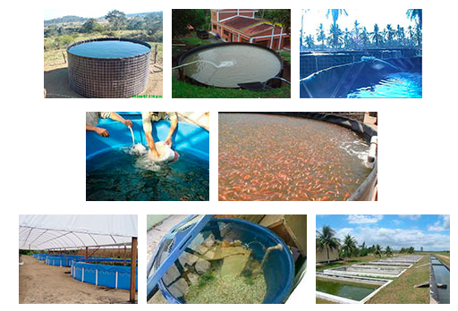 Colheita sustentável: aproveitando seu peixe fresco - inspiração 2