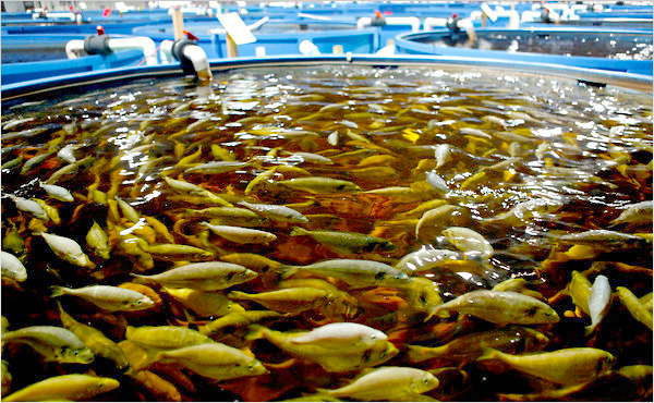 Filtragem e aeração: o coração do seu aquário - inspiração 2