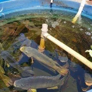 Alimentação: o que e quando dar aos seus peixes - inspiração 2