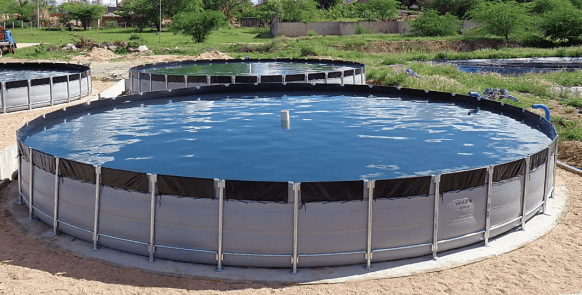 Cuidados e manejo: garantindo a saúde dos seus peixes - inspiração 1