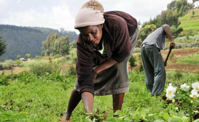Financiamento para Projetos Específicos: Do Gado à Agricultura Familiar - inspiração 1