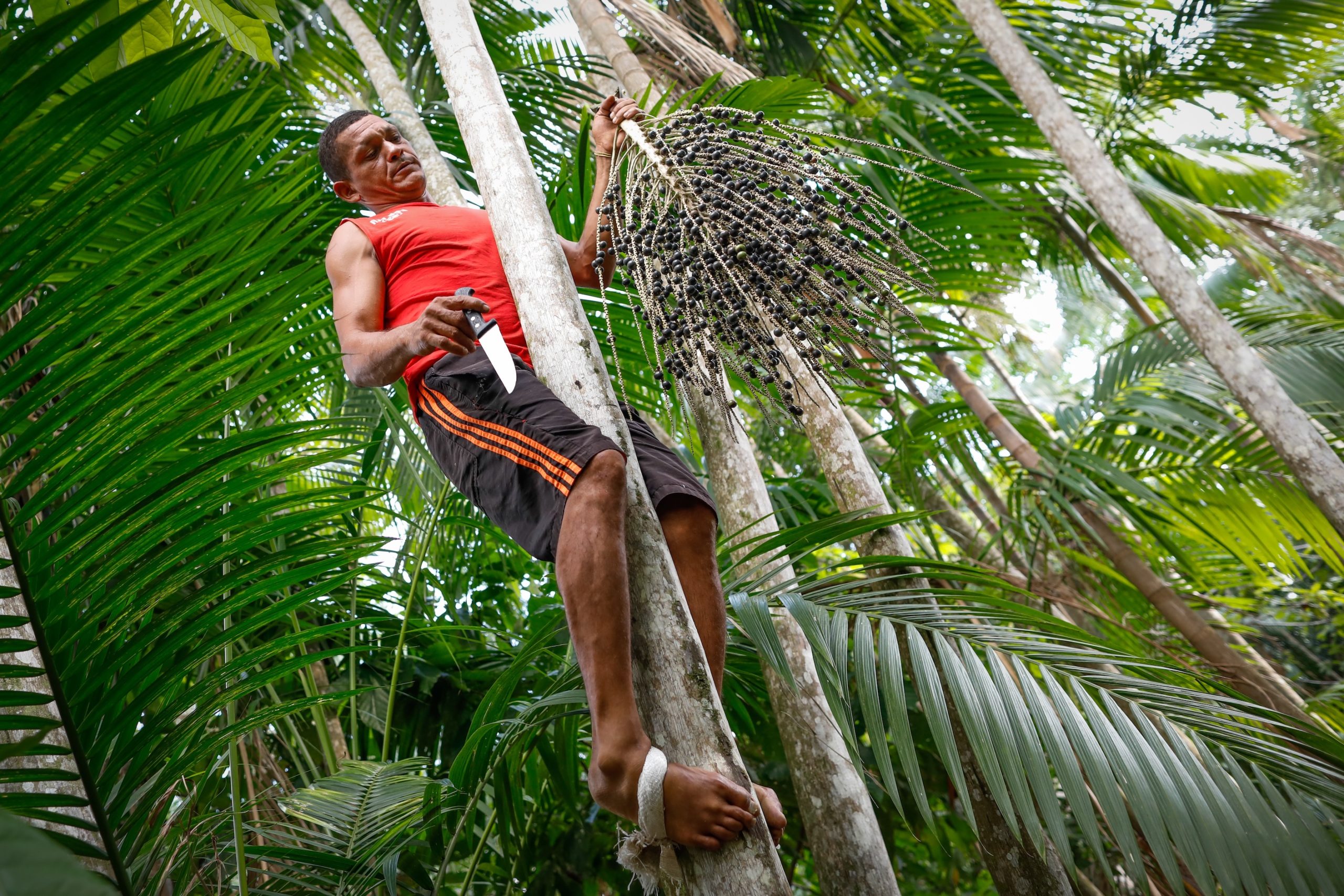 A Reinvenção do Açaí: Do Extrativismo ao Lucro Otimizado