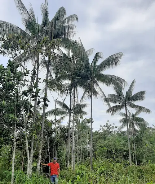 Manejo Sem Segredos: Etapas Práticas para o Plantio de Açaí