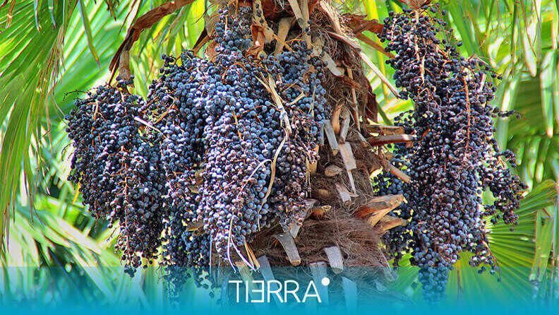 Erros Comuns no Cultivo de Açaí e Como Evitá-los