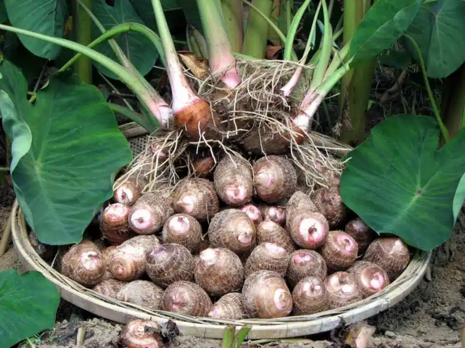 Onde e Como Plantar Inhame: Preparo do Solo e Local Ideal - inspiração 1