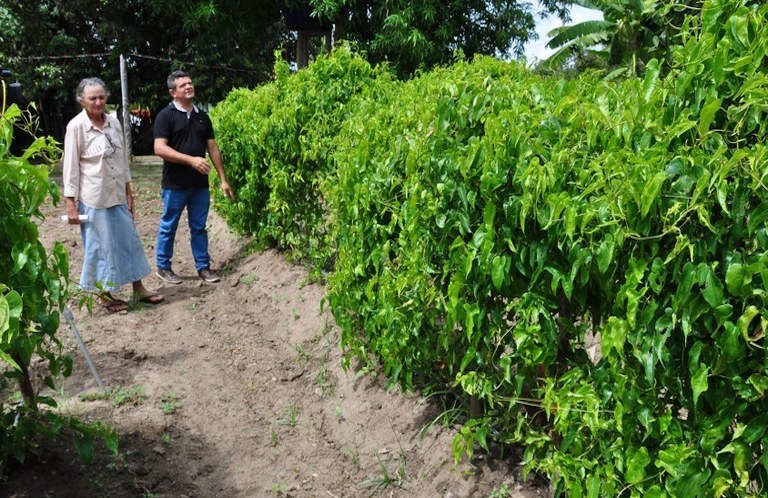 Mudas ou Tubérculos: O Melhor Começo para seu Inhame - inspiração 1