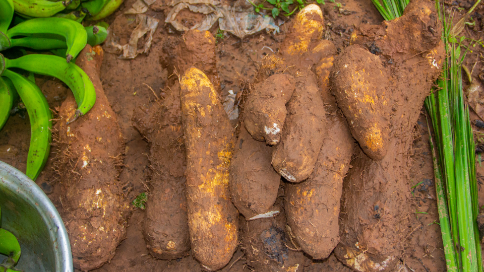 Mudas ou Tubérculos: O Melhor Começo para seu Inhame - inspiração 2