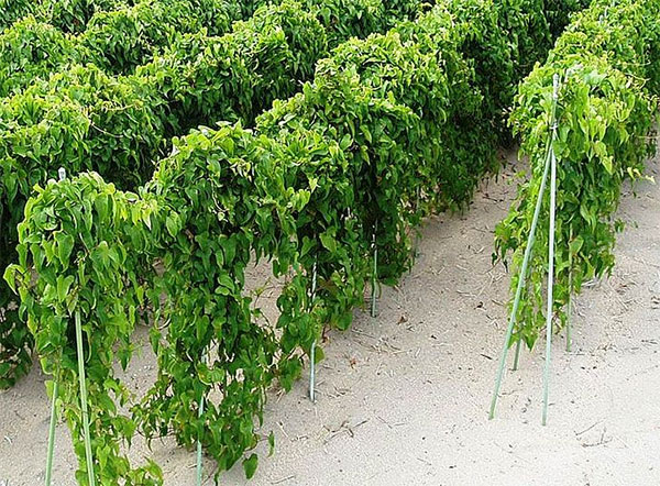 Irrigação Essencial: A Dose Certa de Água para o Inhame Crescer - inspiração 1