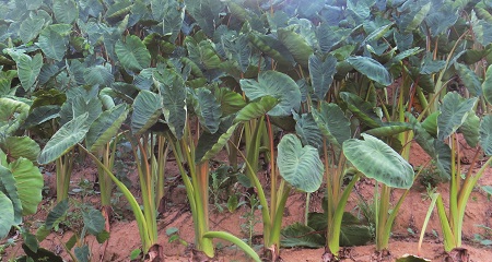 O Tempo de Crescimento: Quando o Inhame Está Pronto para Colher? - inspiração 1