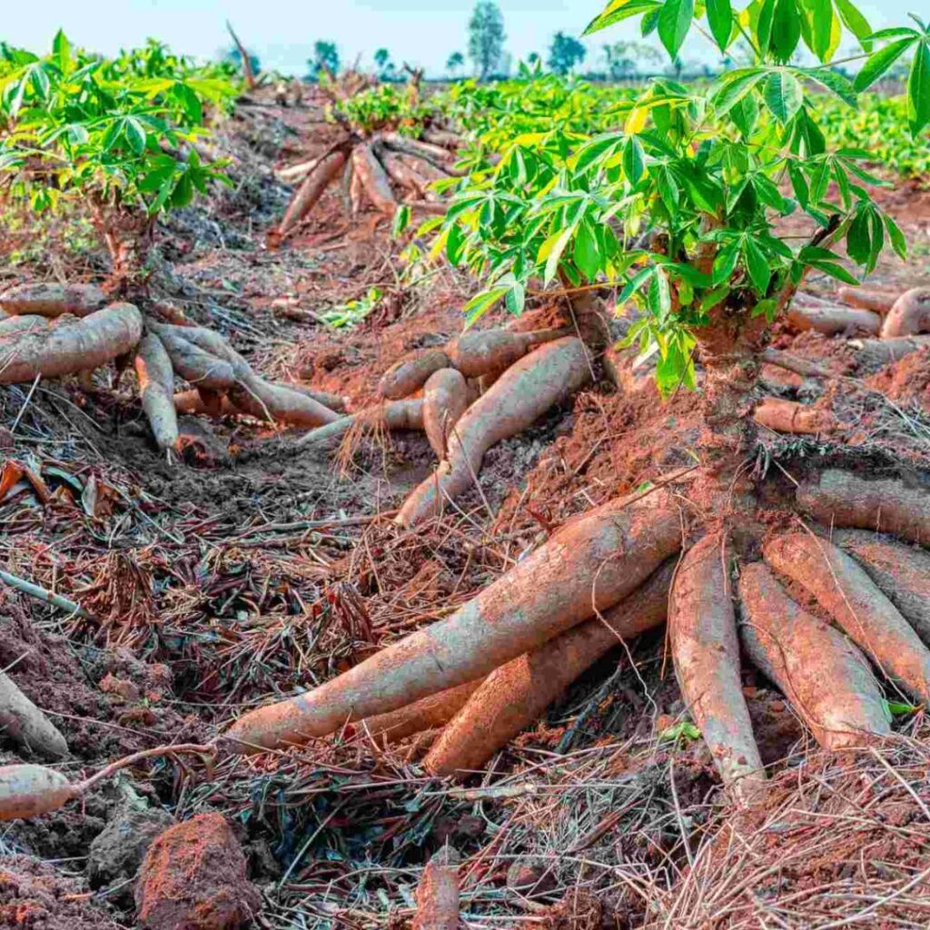 Escolhendo o Lugar Ideal: Sol e Solo que a Mandioca Adora - inspiração 1