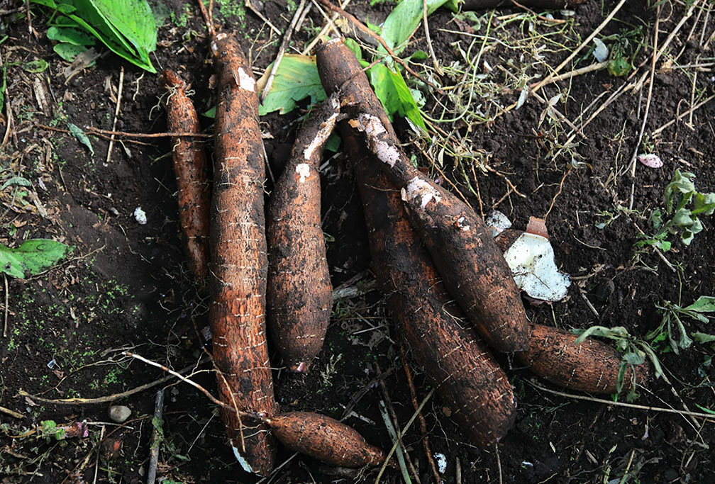 Colheita e Armazenamento: Aproveitando Sua Mandioca Fresca - inspiração 1
