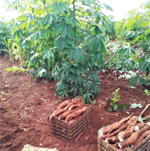 Variedades de Mandioca: Qual a Melhor Para o Seu Quintal? - inspiração 2