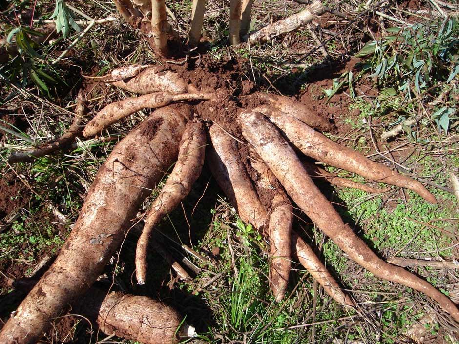 Mudas de Mandioca: Como Conseguir e Preparar para o Plantio - inspiração 1