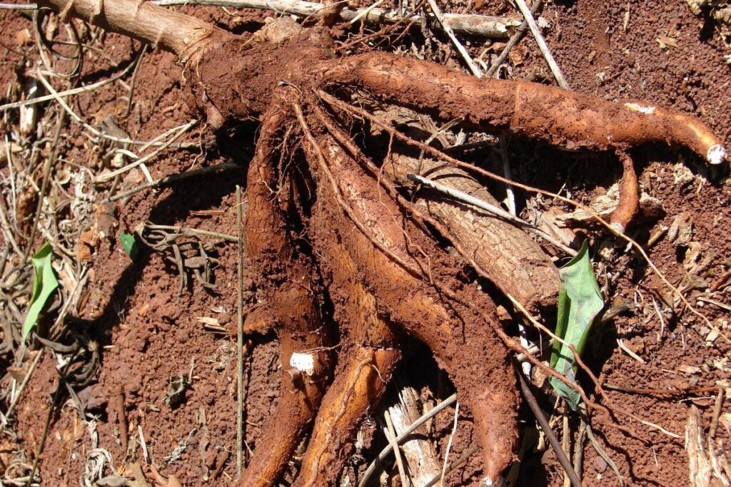 O Plantio Correto: Profundidade e Espaçamento Que Fazem a Diferença - inspiração 2