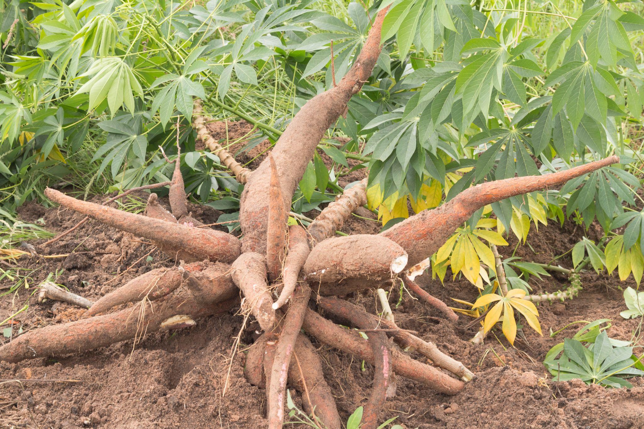 Adubação Essencial: Nutrientes Para Uma Colheita Farta - inspiração 1