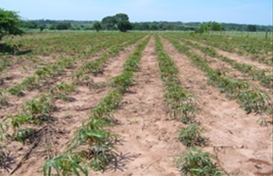 Adubação Essencial: Nutrientes Para Uma Colheita Farta - inspiração 2