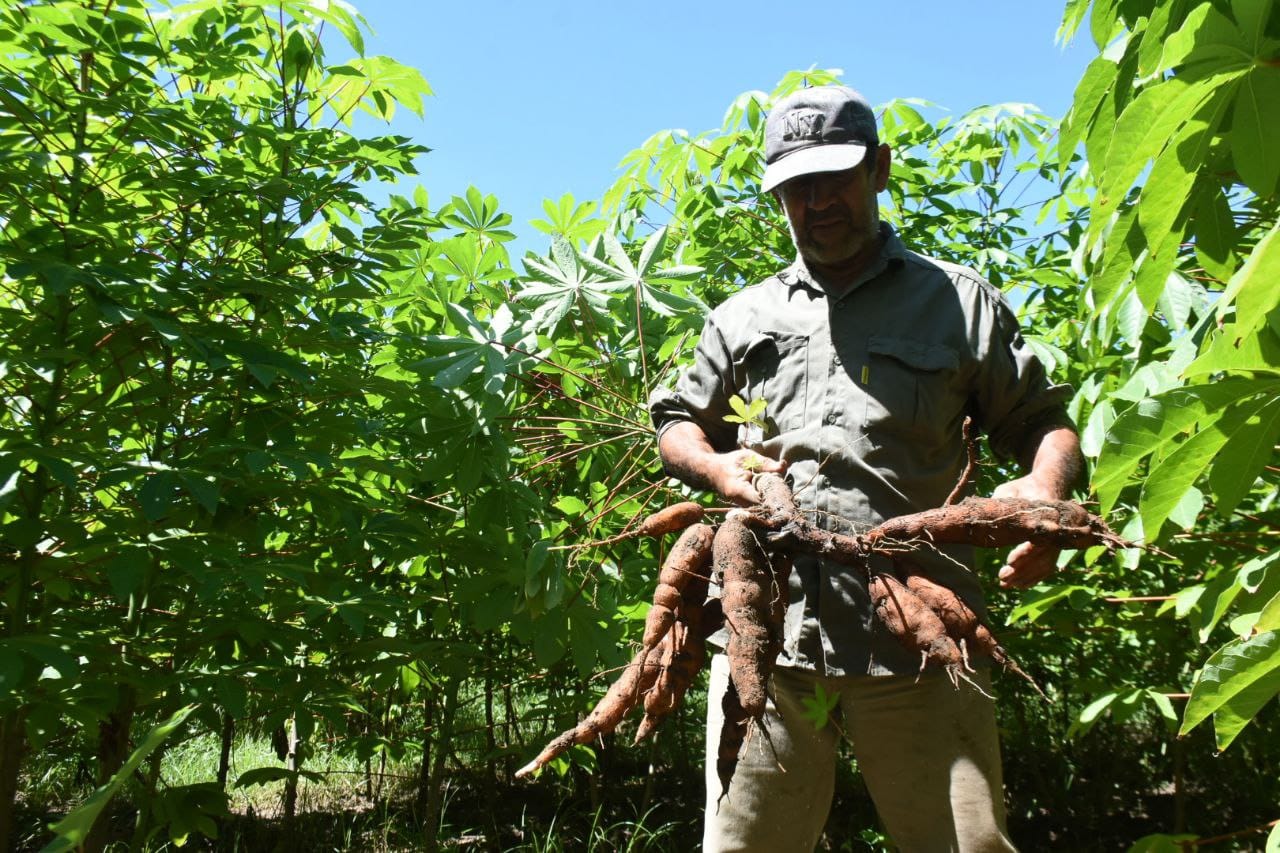 Acompanhando o Crescimento: Sinais de Que Sua Mandioca Está Indo Bem - inspiração 1