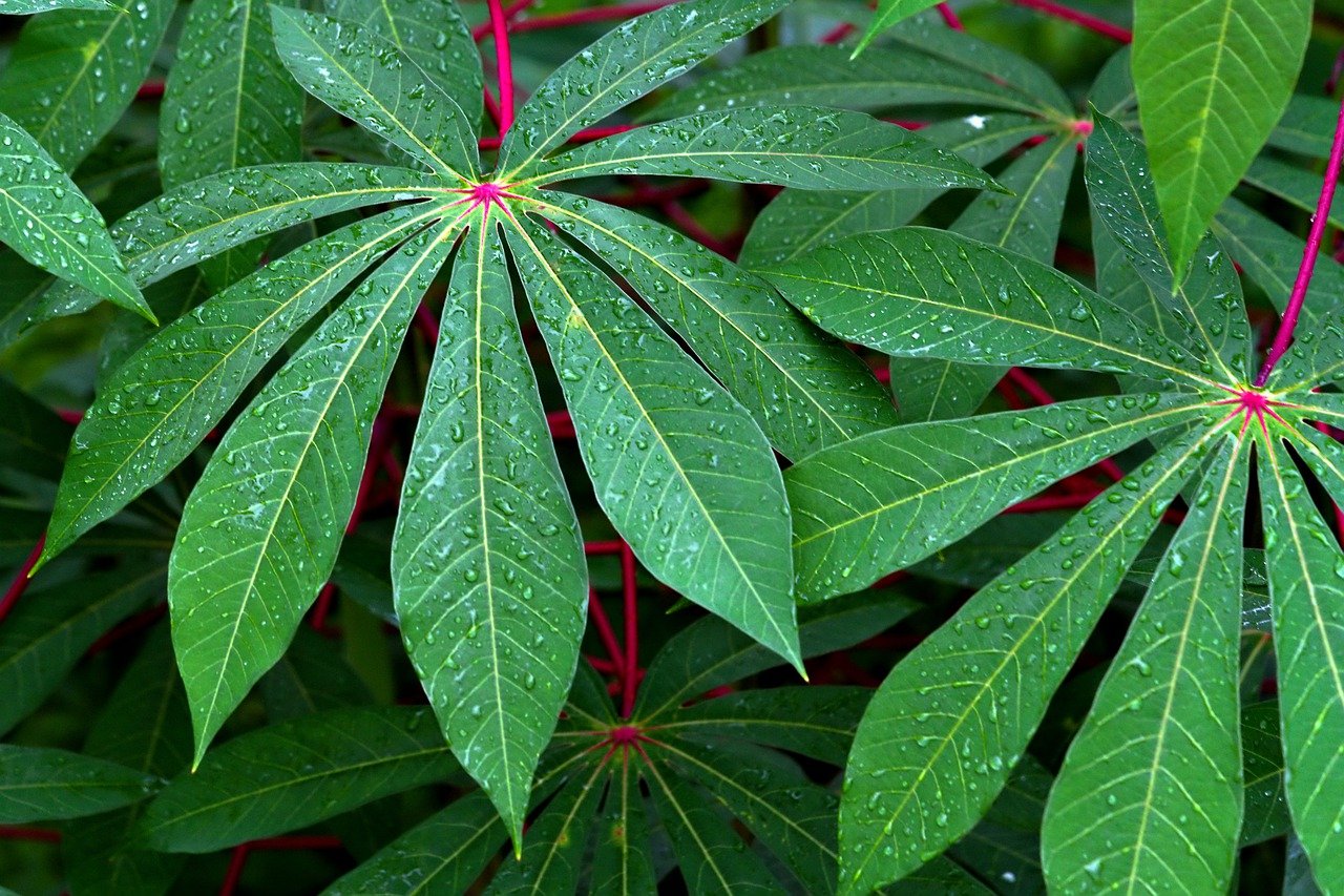 Acompanhando o Crescimento: Sinais de Que Sua Mandioca Está Indo Bem - inspiração 2