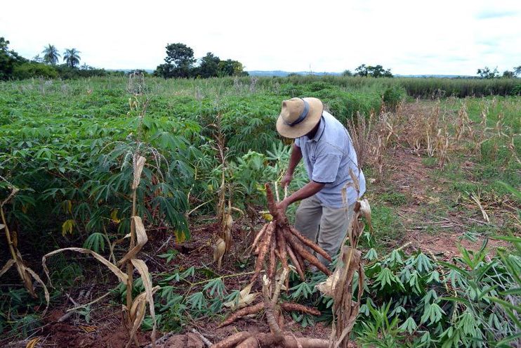 A Época Certa Para Colher: A Ansiedade Que Vale a Pena - inspiração 1