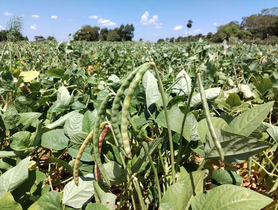 A Época Certa Para Colher: A Ansiedade Que Vale a Pena - inspiração 2