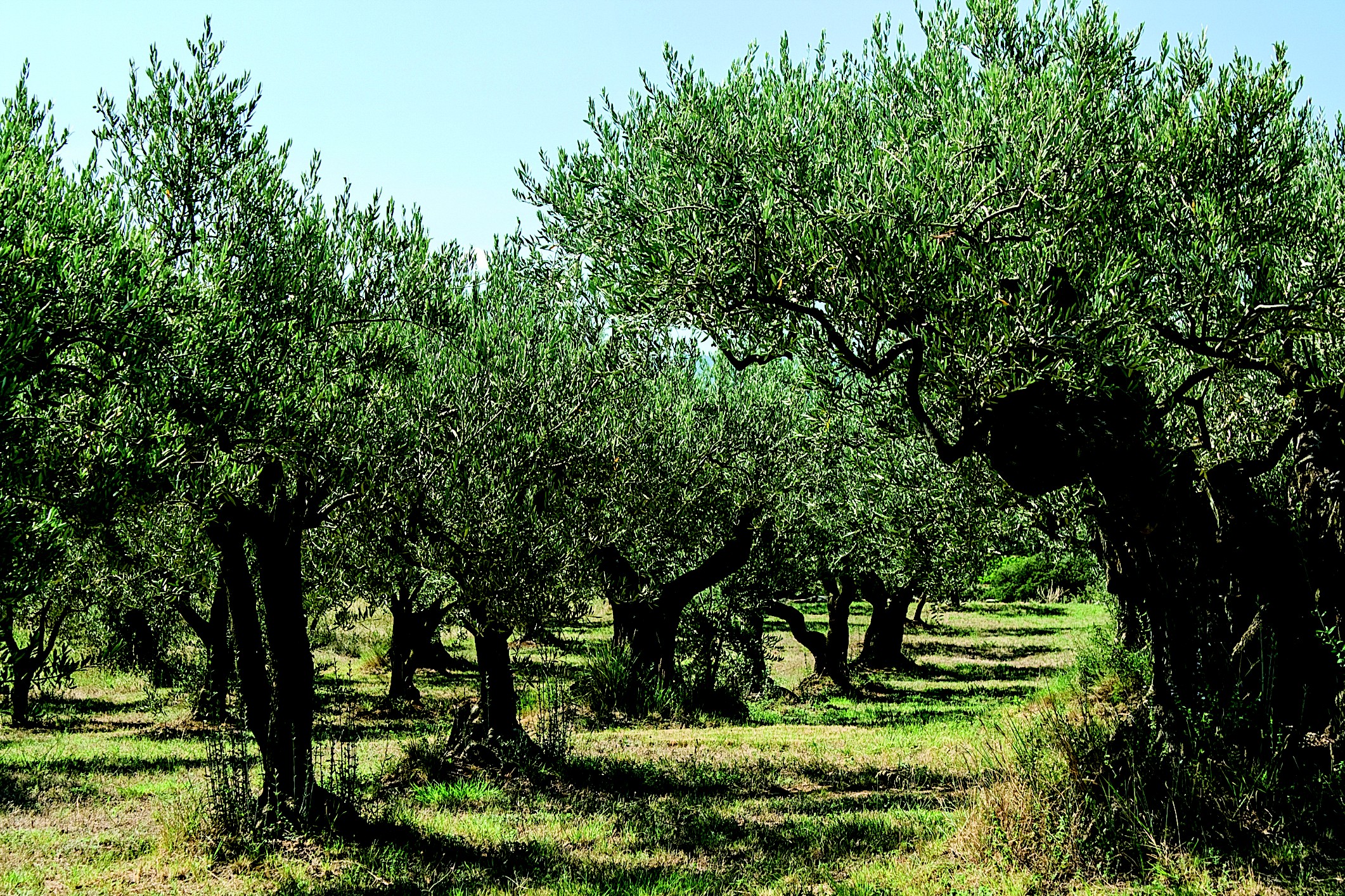 O Clima Perfeito Para Suas Oliveiras: Onde Elas Se Sentem em Casa