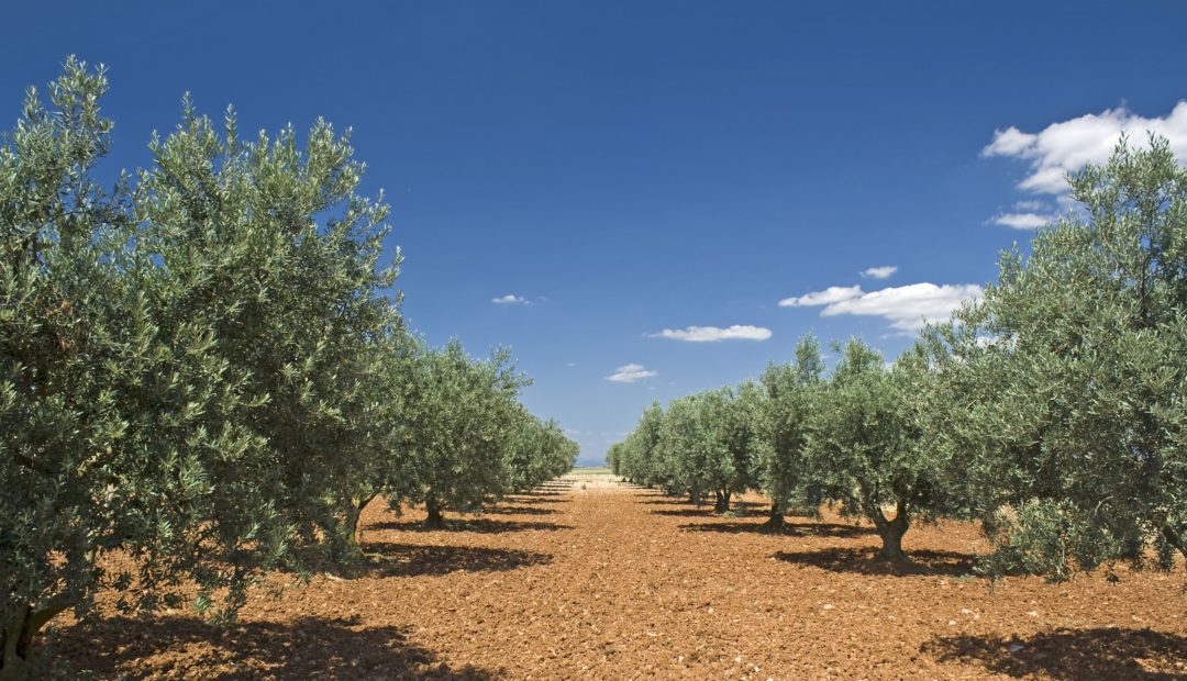 Solo Amigo da Raiz: Preparo e Plantio Que Fazem a Diferença no Cultivo de Oliveiras