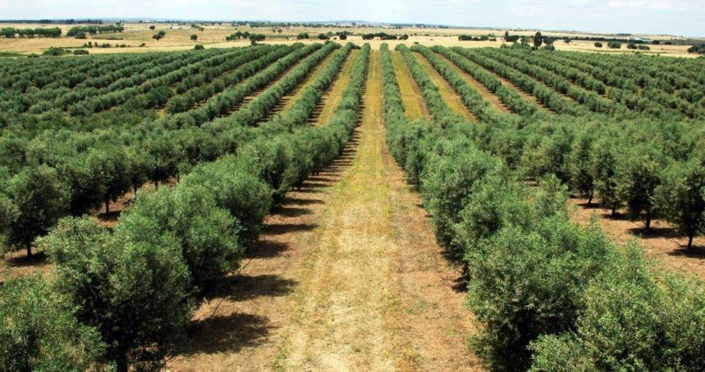 Manejo Essencial: Irrigação, Poda e Nutrição para Colher Azeite Puro