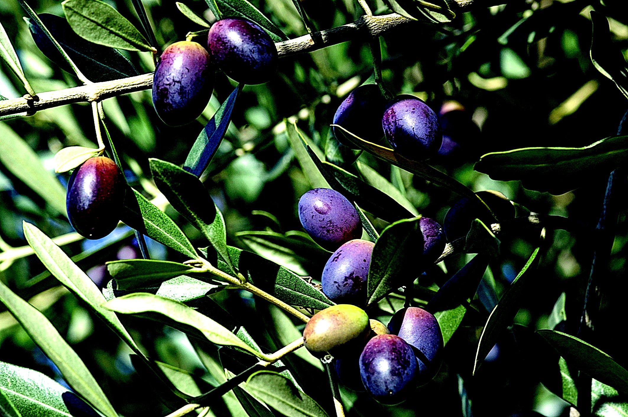 Evitando Armadilhas: Erros Comuns no Cultivo de Oliveiras no Brasil