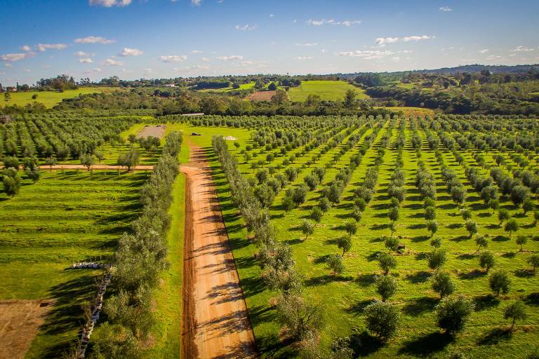 Dicas de Quem Entende: Acelere Seu Sucesso na Olivicultura Brasileira
