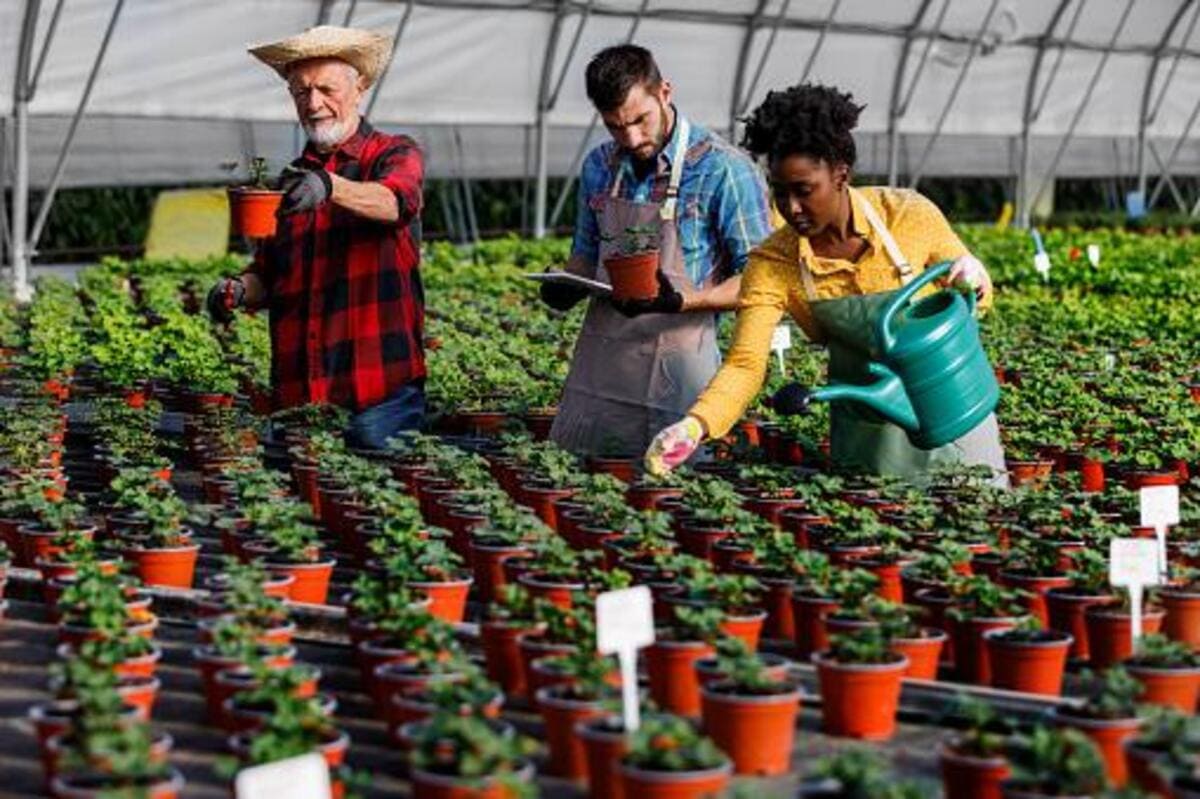 Escolhendo as Plantas Certas para Seu Ambiente - inspiração 2