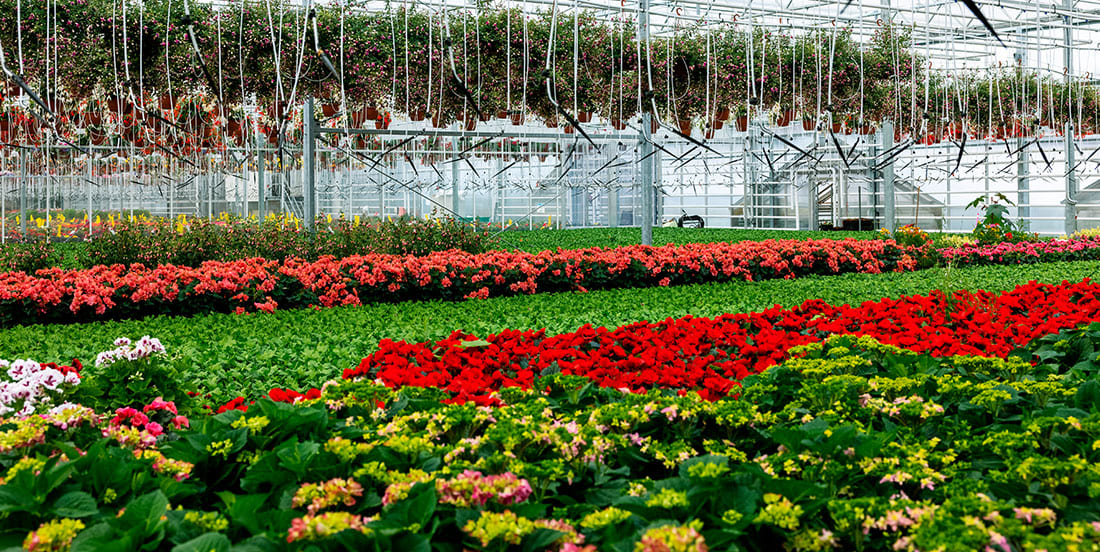 A Beleza das Flores e Folhagens: Combinando Cores e Texturas - inspiração 1