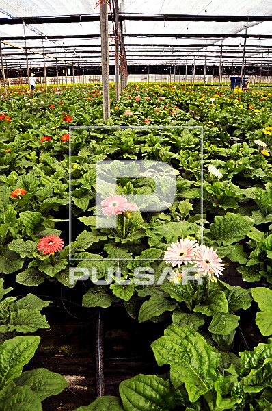 A Beleza das Flores e Folhagens: Combinando Cores e Texturas - inspiração 2