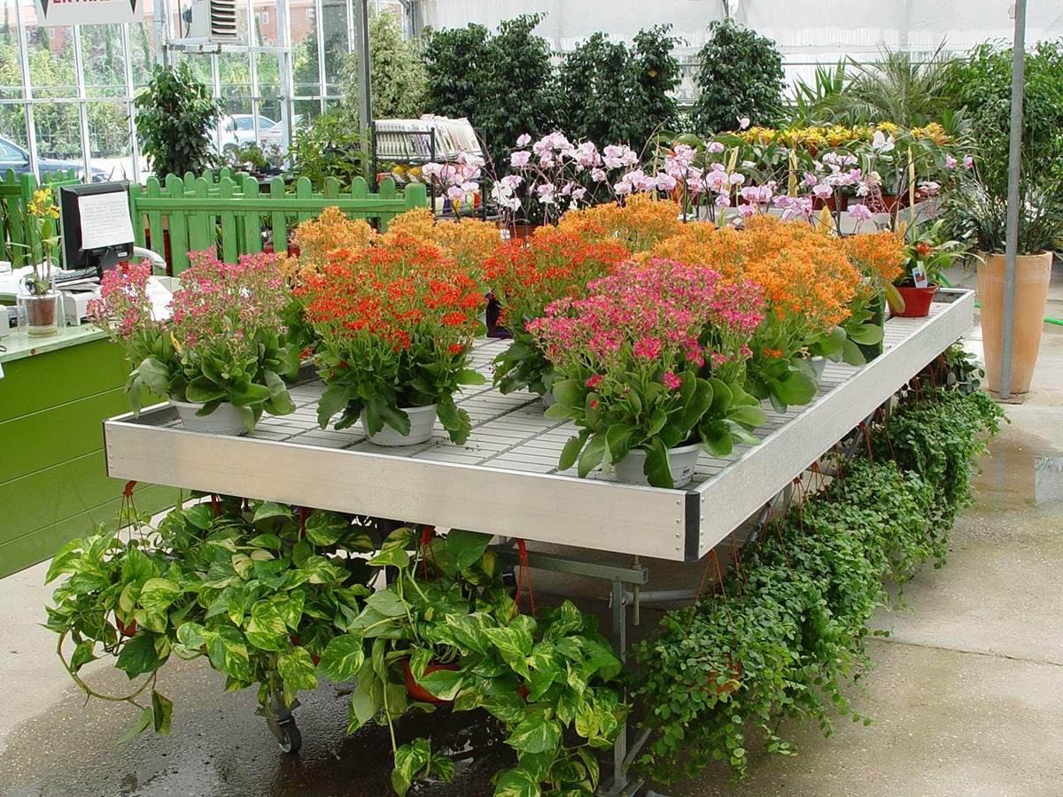 O Substrato Ideal: A Base para o Sucesso - inspiração 1