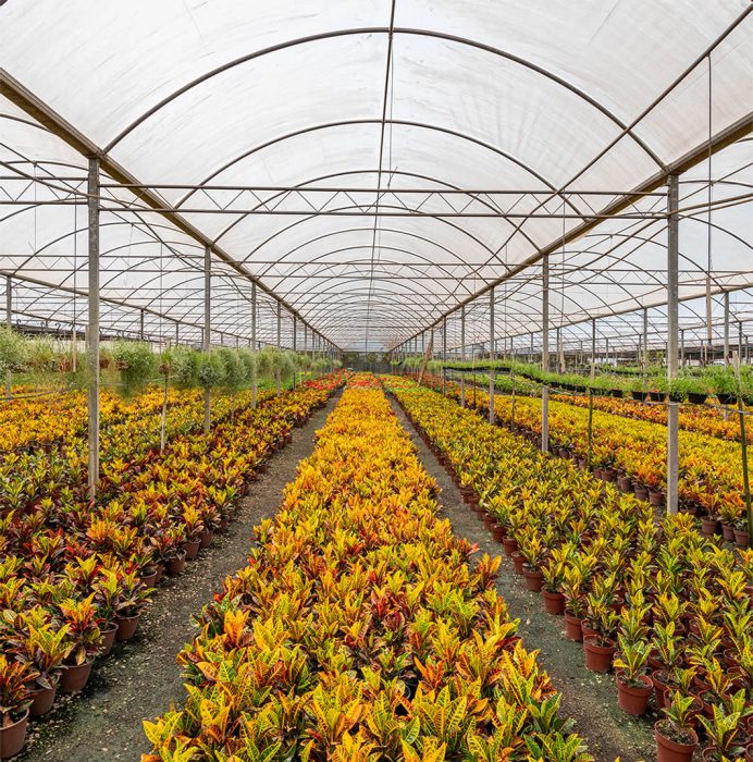 O Substrato Ideal: A Base para o Sucesso - inspiração 2