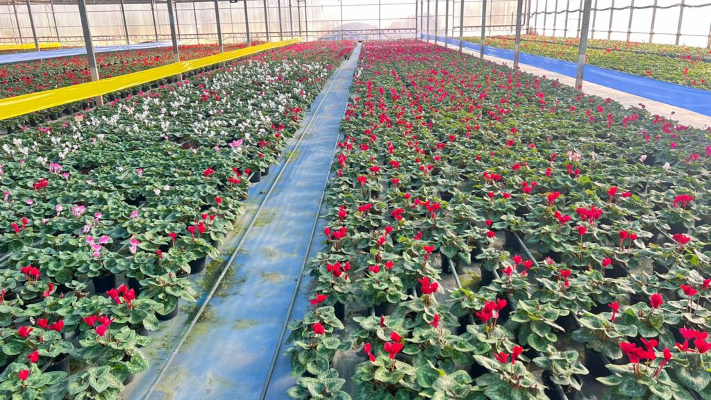 Poda e Manutenção: Cuidando da Forma e Saúde - inspiração 1