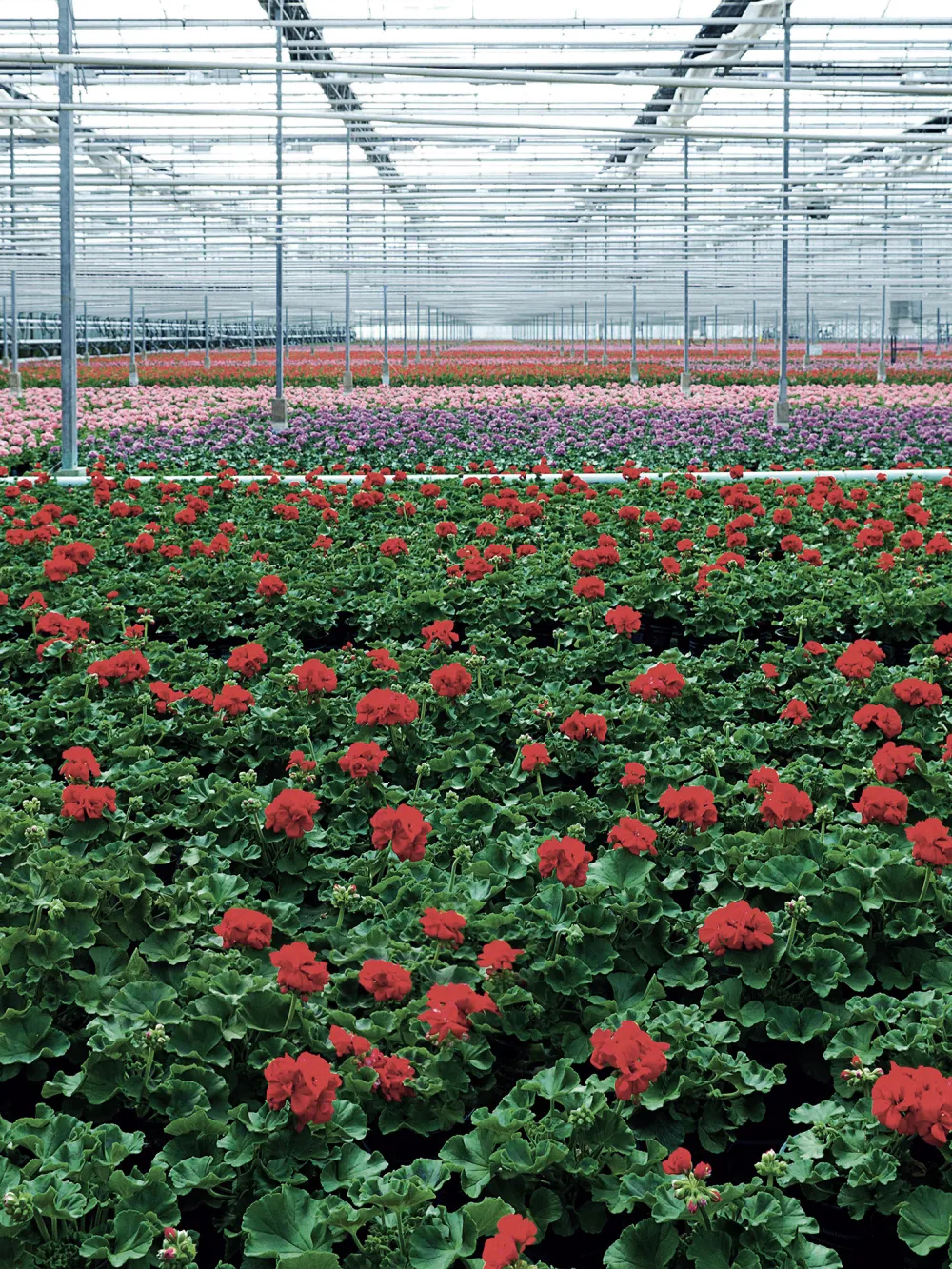 Poda e Manutenção: Cuidando da Forma e Saúde - inspiração 2