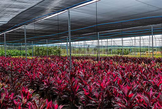 Controle de Pragas e Doenças: Ações Preventivas e Corretivas - inspiração 1