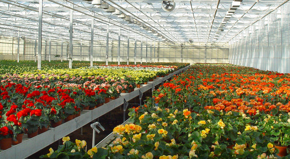 Controle de Pragas e Doenças: Ações Preventivas e Corretivas - inspiração 2