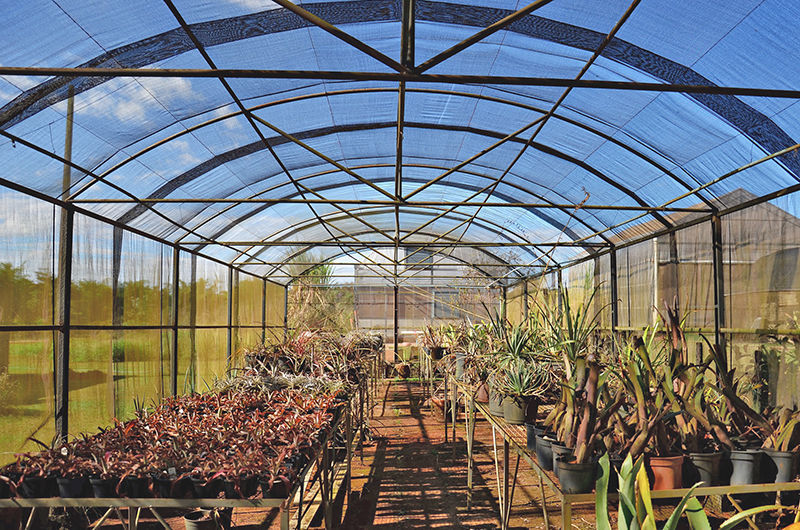 Propagação: Multiplicando Suas Plantas Favoritas - inspiração 1