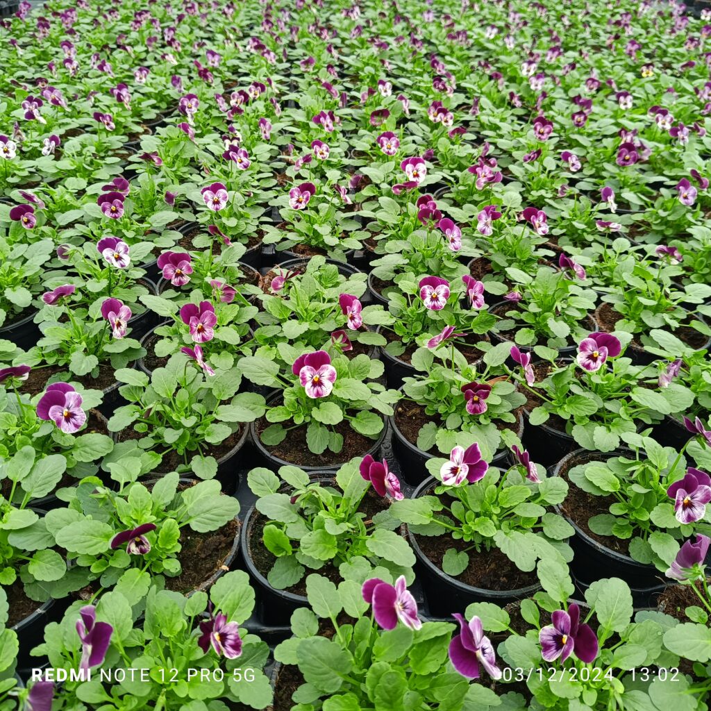 Plantas Ornamentais em Vasos: Soluções para Espaços Pequenos - inspiração 1