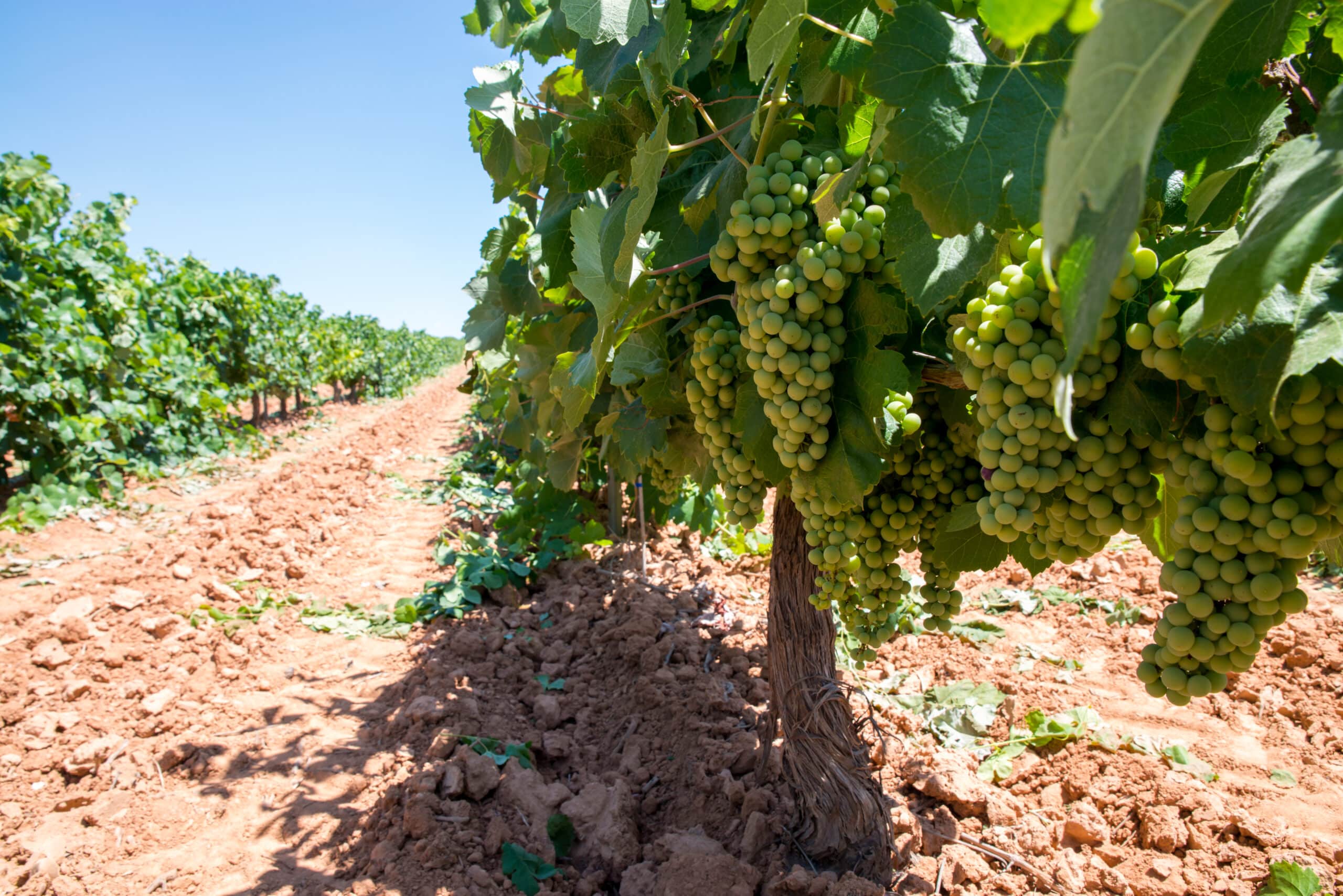 Aproveitando Suas Uvas: Dicas para Consumo Fresco e Conservação - inspiração 2