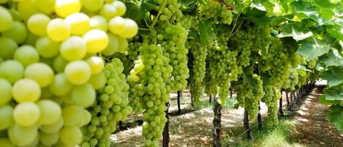 Preparo do Solo: Nutrição e Estrutura para Raízes Saudáveis - inspiração 2