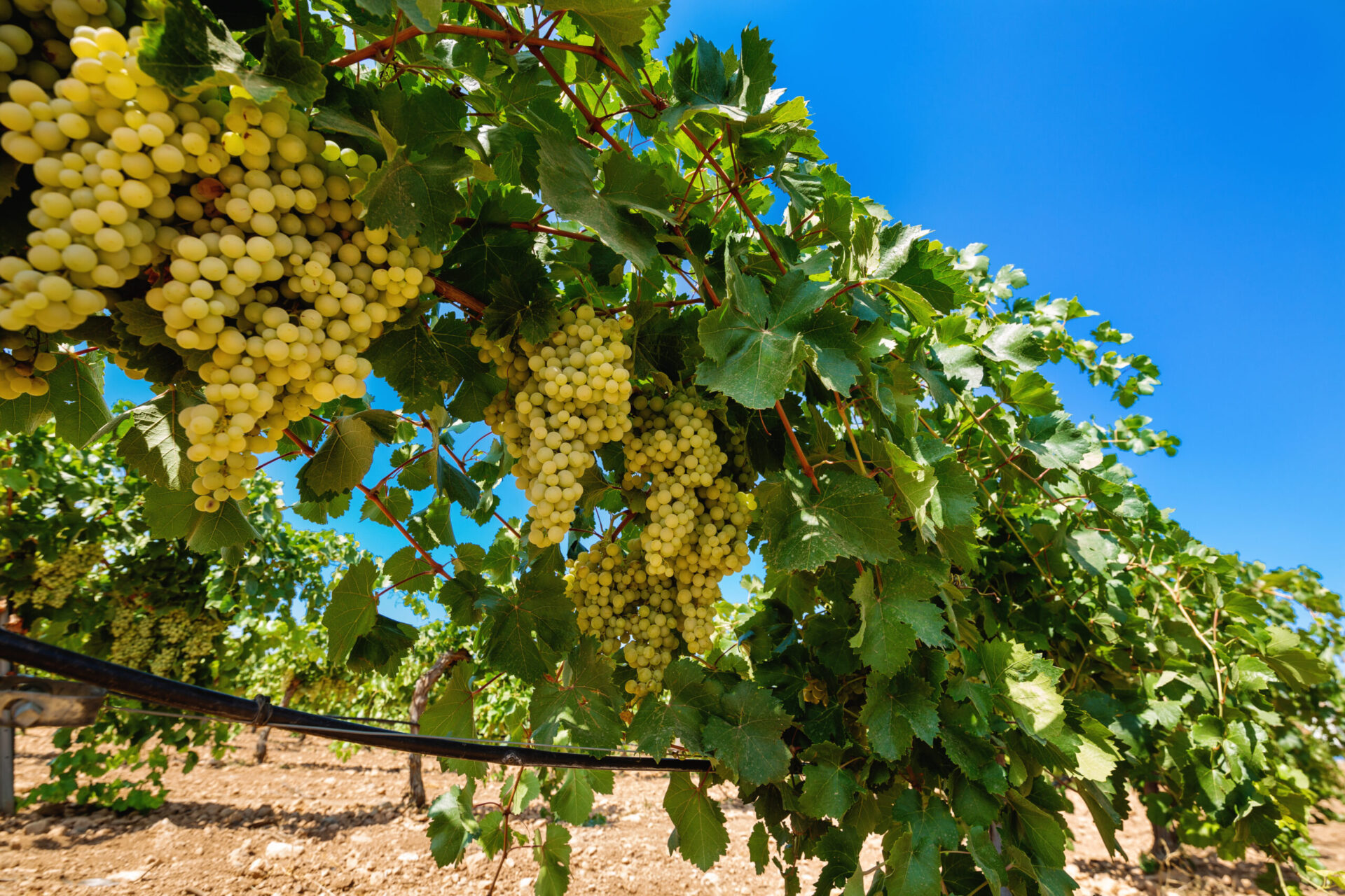 Cuidados Essenciais: Rega, Adubação e Proteção Contra Pragas - inspiração 1