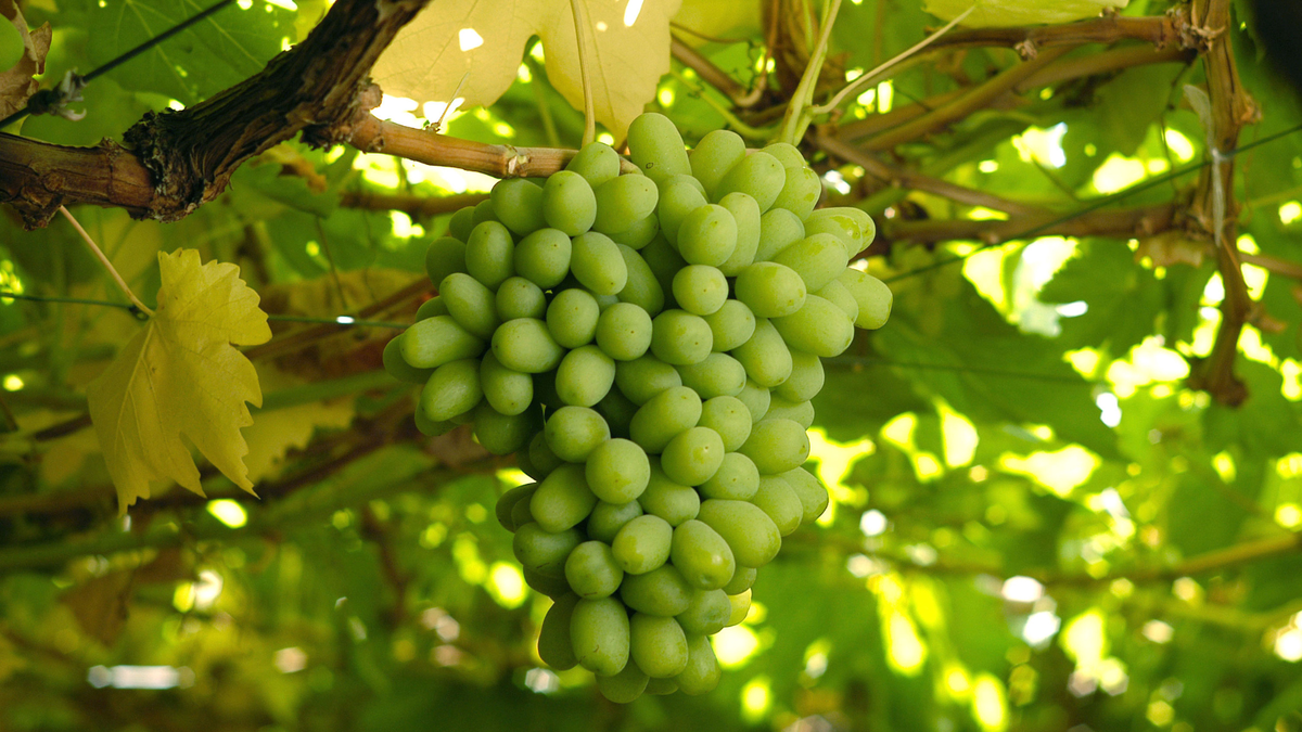 Cuidados Essenciais: Rega, Adubação e Proteção Contra Pragas - inspiração 2