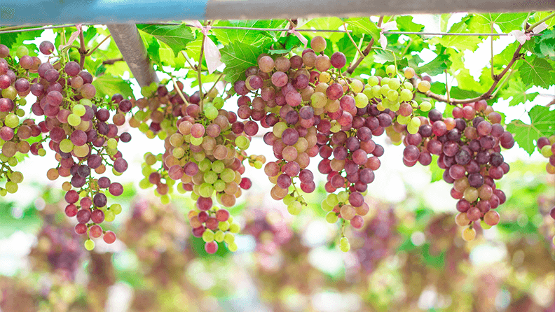 Técnicas de Colheita e Cuidados Pós-Colheita - inspiração 2