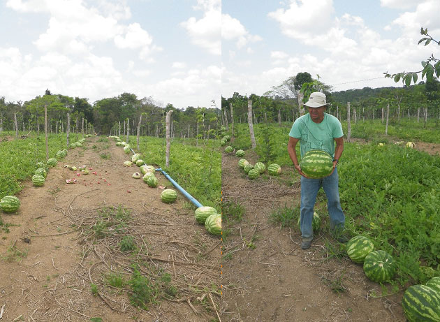 O Que São Exatamente as Culturas de Ciclo Curto? - inspiração 1