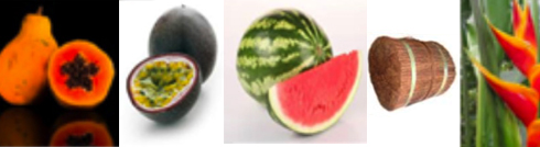 Ciclos Rápidos, Benefícios Amplos: Nutrição Fresca e Constante - inspiração 1